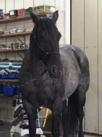 BB testimonial photo