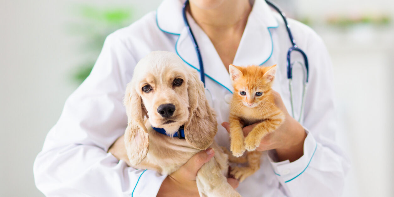 Vet with dog and cat. Puppy and kitten at doctor.
