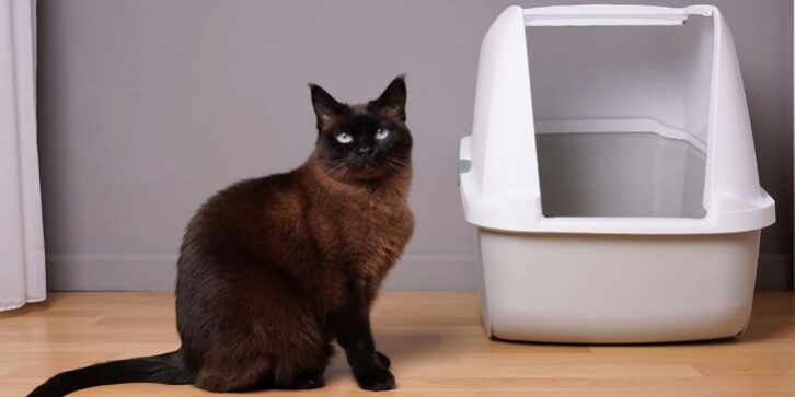 Why-is-My-Cat-Peeing-Outside-the-Litter-Box-review
