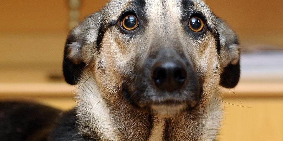 Fearful dog