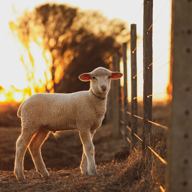 CBD Science & Livestock