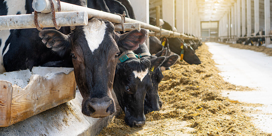 Livestock & CBD