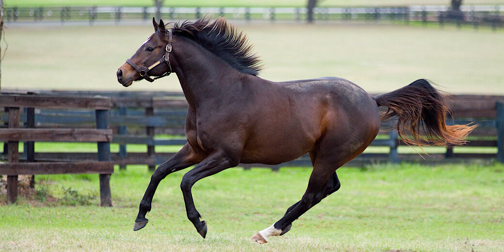 Horse running in outdoor stable