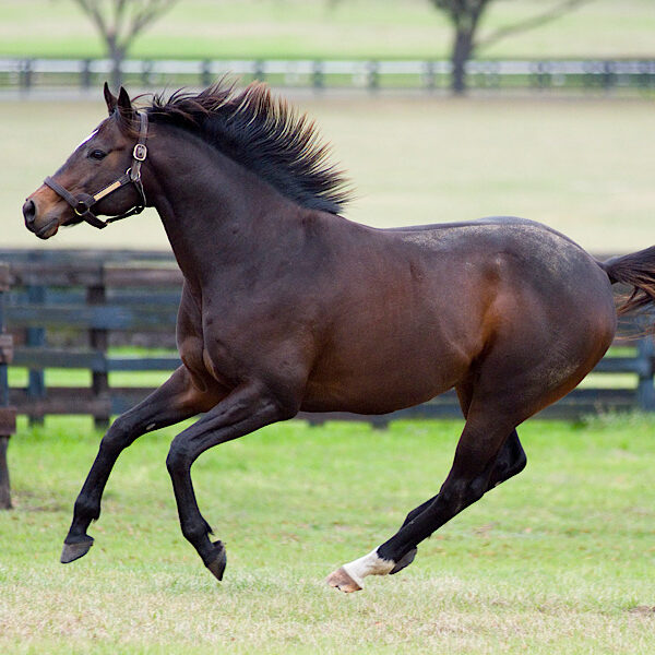 Horse running in outdoor stable
