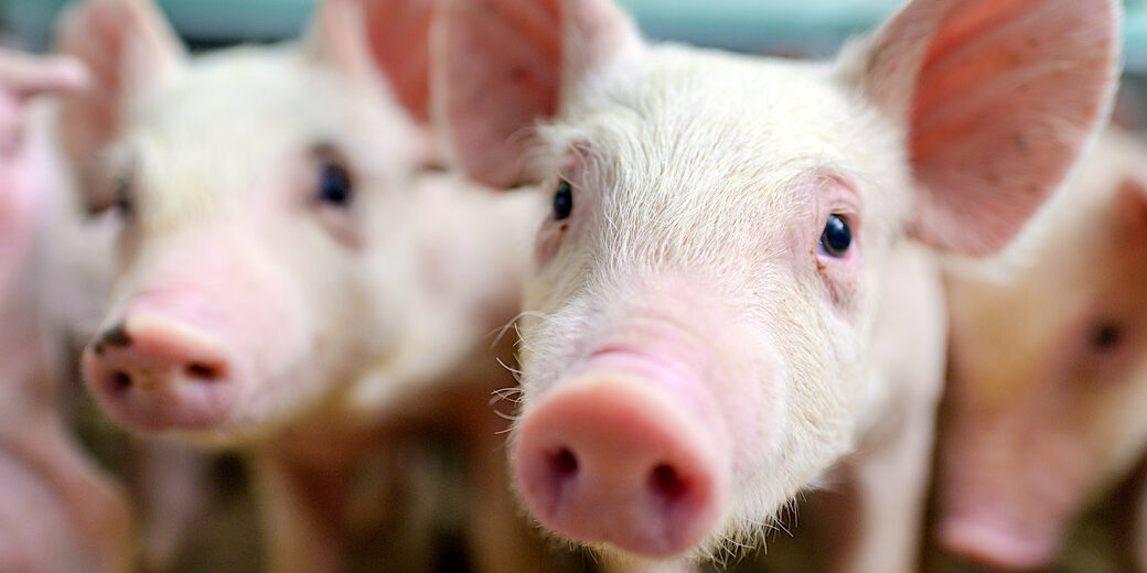 Little piglets in front of the camera