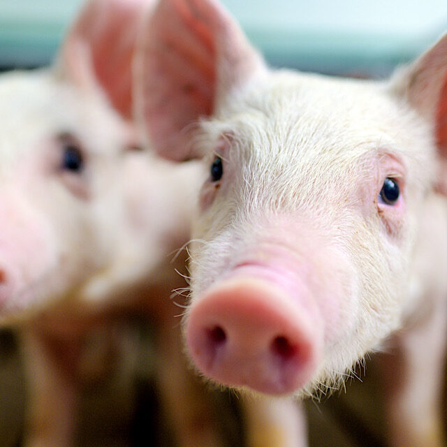 Little piglets in front of the camera