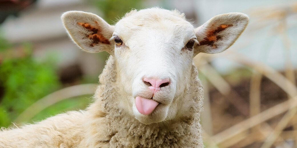 Funny sheep. Portrait of sheep showing tongue.