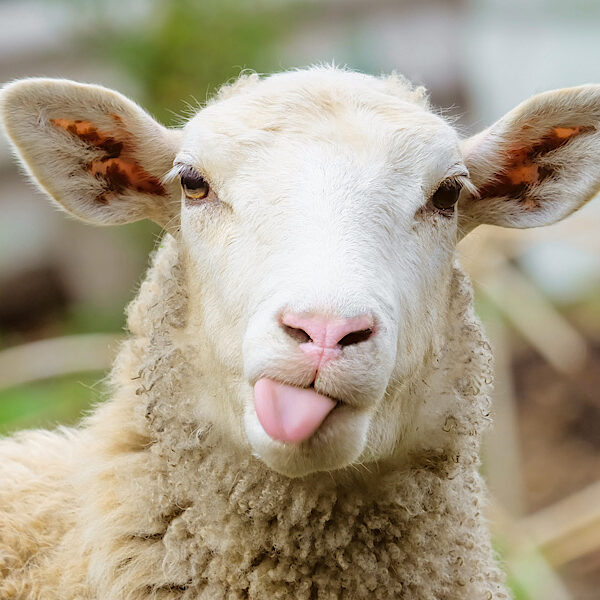 Funny sheep. Portrait of sheep showing tongue.