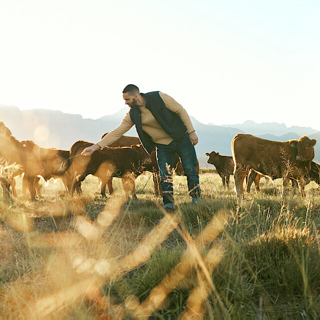 Farmer with his farm animals and cattle