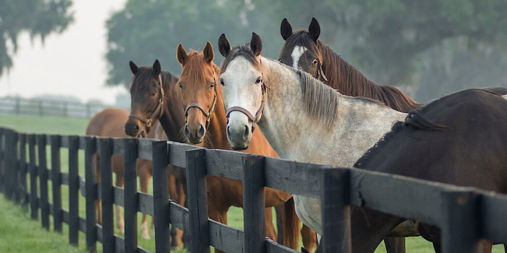 A group of horses standing near a fence