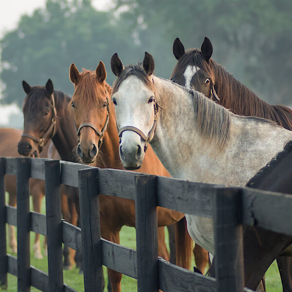 A group of horses standing near a fence
