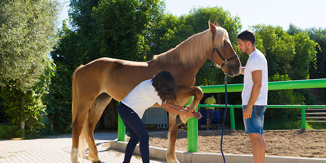 Male and female evaluating hooves of horse as well as joints.