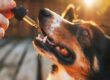 CBD for pets