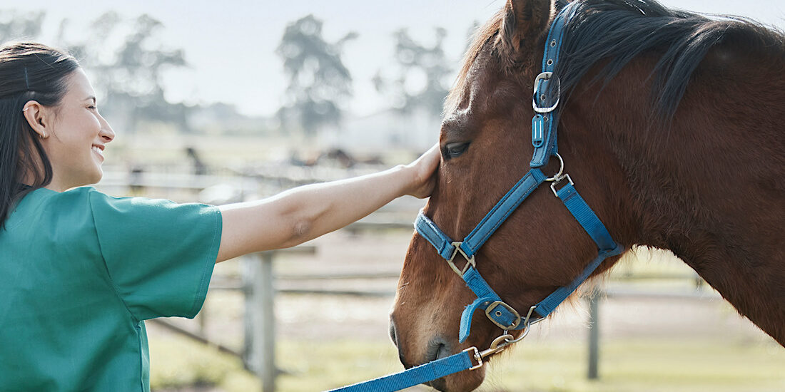 Young woman veterinarian caring for a horse who is a rescue to the farm.