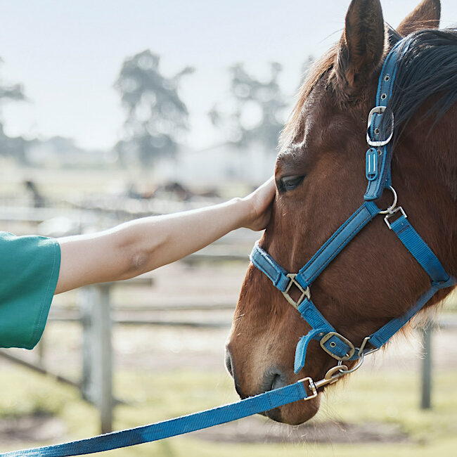 Young woman veterinarian caring for a horse who is a rescue to the farm.