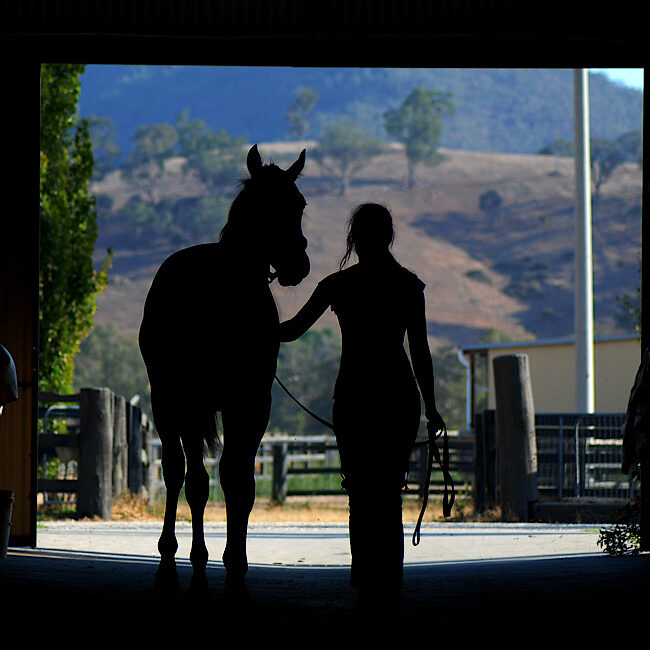 Horse and woman silhouette in barn showcasing love and care for horses.