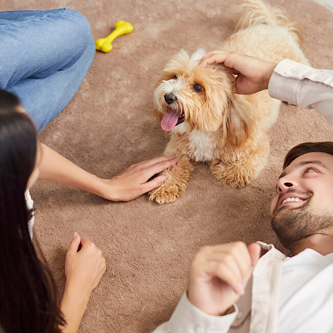 Young loving couple, happy family owners playing with cute pet puppy at home.