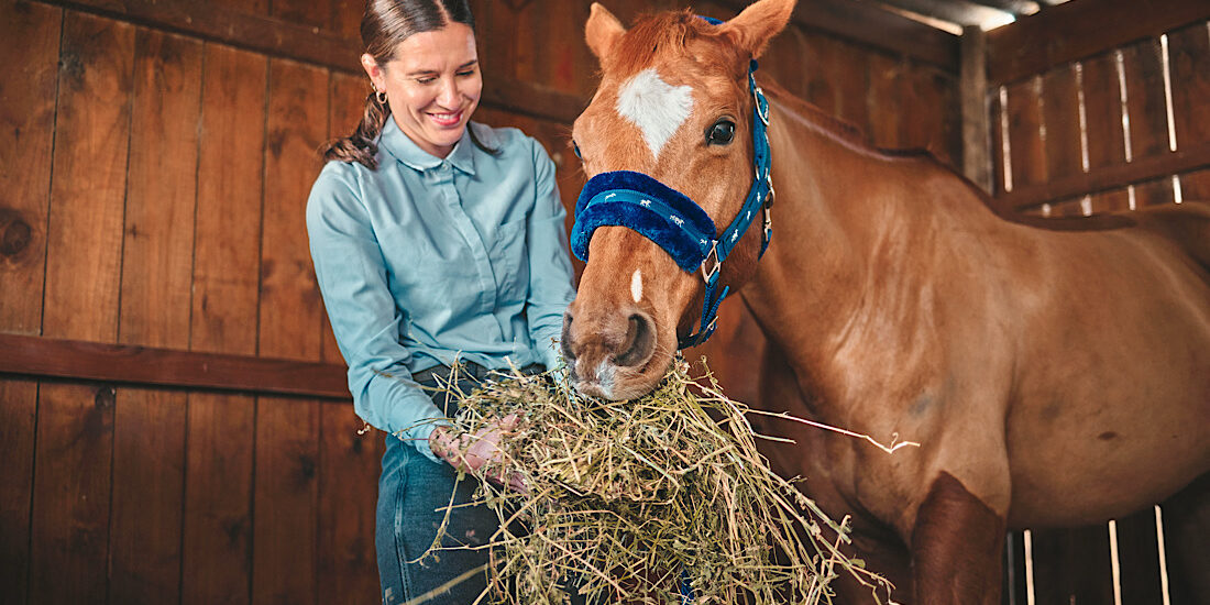 Woman feeding horse in stable, barn and rancher of farming animals in sustainable shed. Happy female farmer, owner and care for equestrian livestock, hungry brown stallion and farm pet.