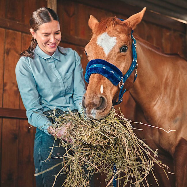 Woman feeding horse in stable, barn and rancher of farming animals in sustainable shed. Happy female farmer, owner and care for equestrian livestock, hungry brown stallion and farm pet.