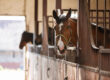 Beautiful horse in stall awaiting barn handler for tastey treats from Mikko's Choice.