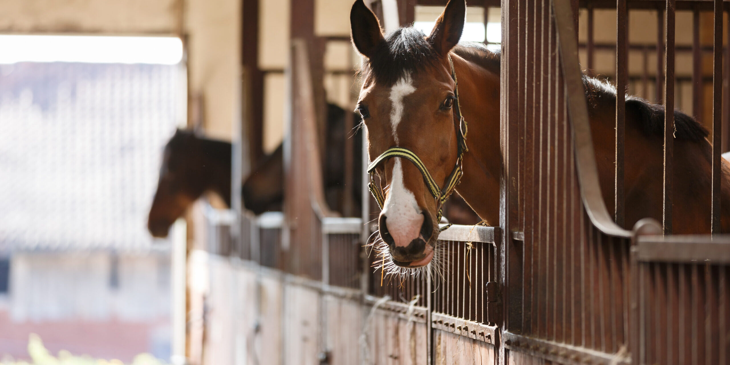 Beautiful horse in stall awaiting barn handler for tastey treats from Mikko's Choice.