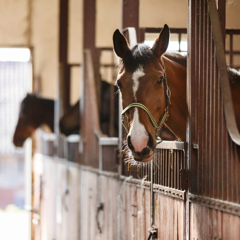 Beautiful horse in stall awaiting barn handler for tastey treats from Mikko's Choice.