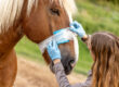 How Horse Rescues Use CBD for Rehabilitation & Wellness