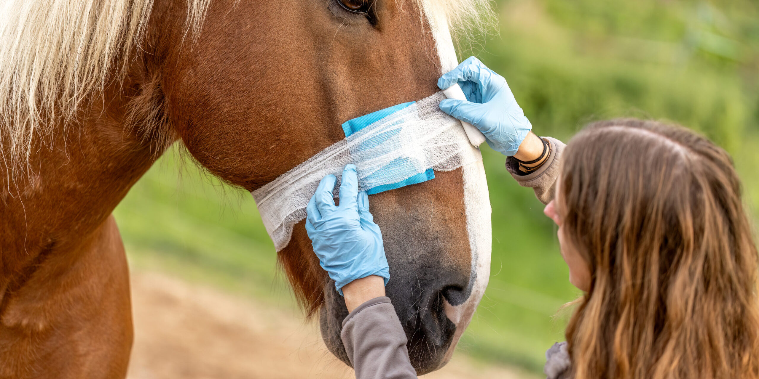 How Horse Rescues Use CBD for Rehabilitation & Wellness How Horse Rescues Use CBD for Rehabilitation & Wellness