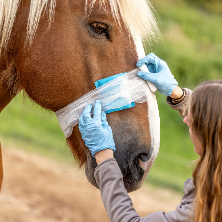 How Horse Rescues Use CBD for Rehabilitation & Wellness