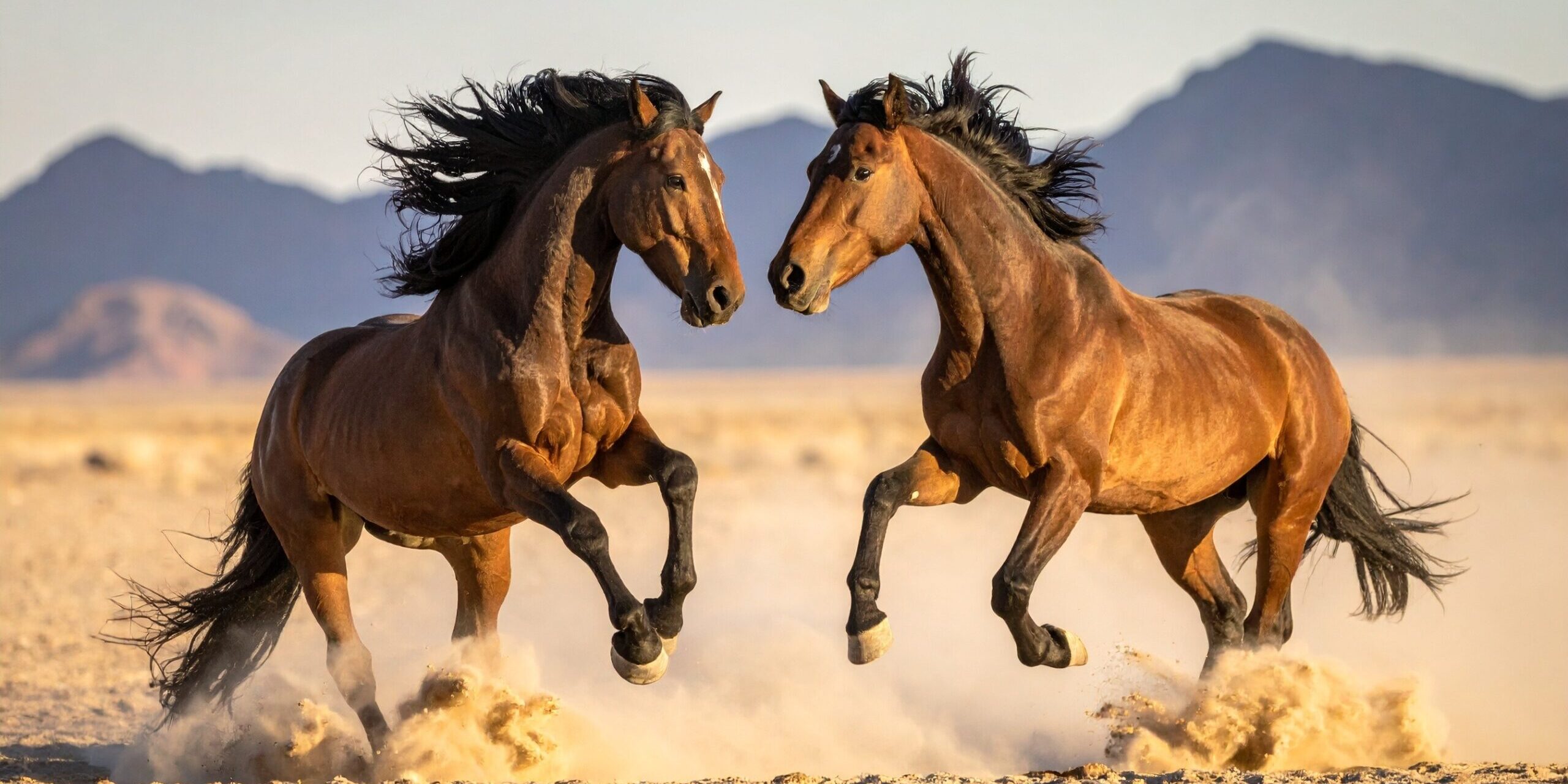 Travel & Horse Stress: CBD Solutions for a Calmer Ride Travel & Horse Stress: CBD Solutions for a Calmer Ride