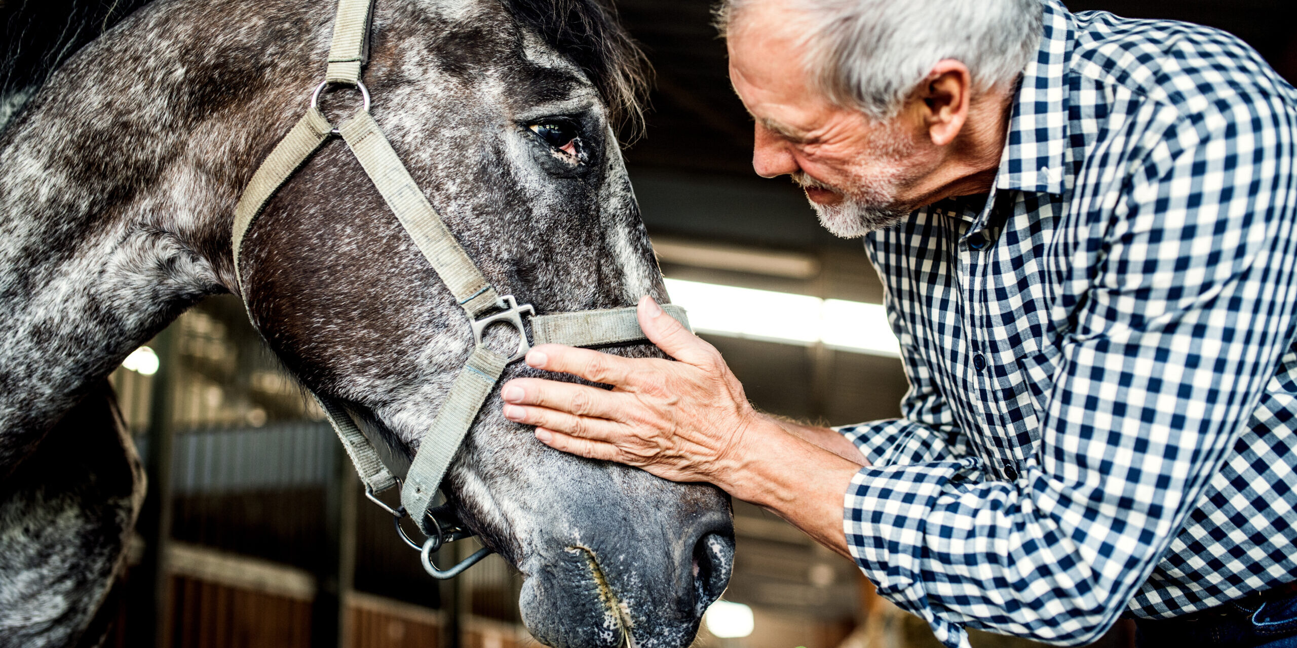 Supporting Joint Health in Senior Horses