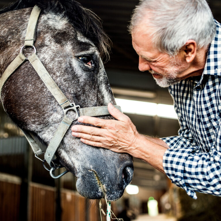 Supporting Joint Health in Senior Horses