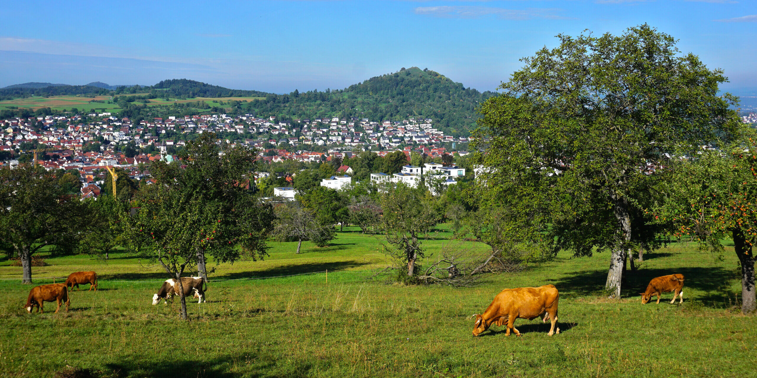 CBD for Livestock Wellness: Winter Support for Pigs & Other Animals