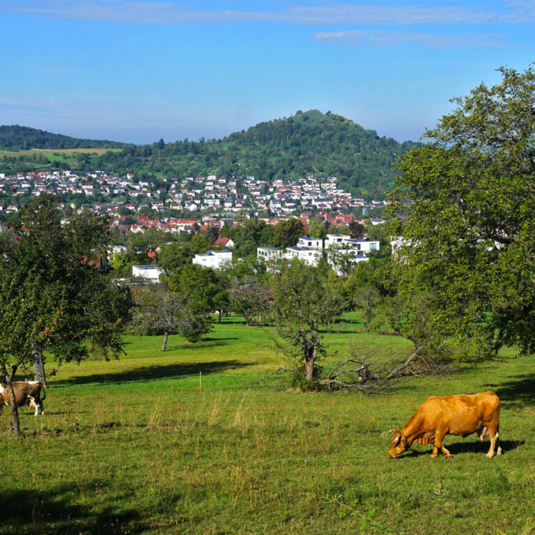 CBD for Livestock Wellness: Winter Support for Pigs & Other Animals