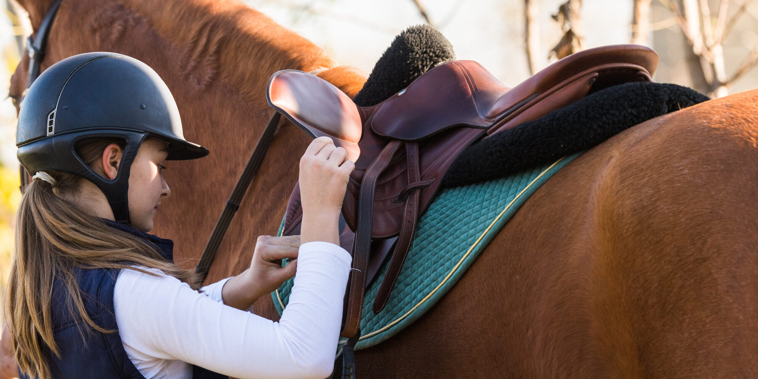 Preparing Horses for Winter with CBD A Holistic Approach
