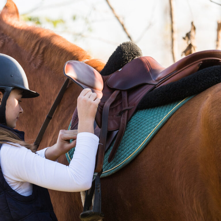 Preparing Horses for Winter with CBD A Holistic Approach
