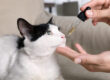 CBD for Cats: Calm & Comfort All Year Long