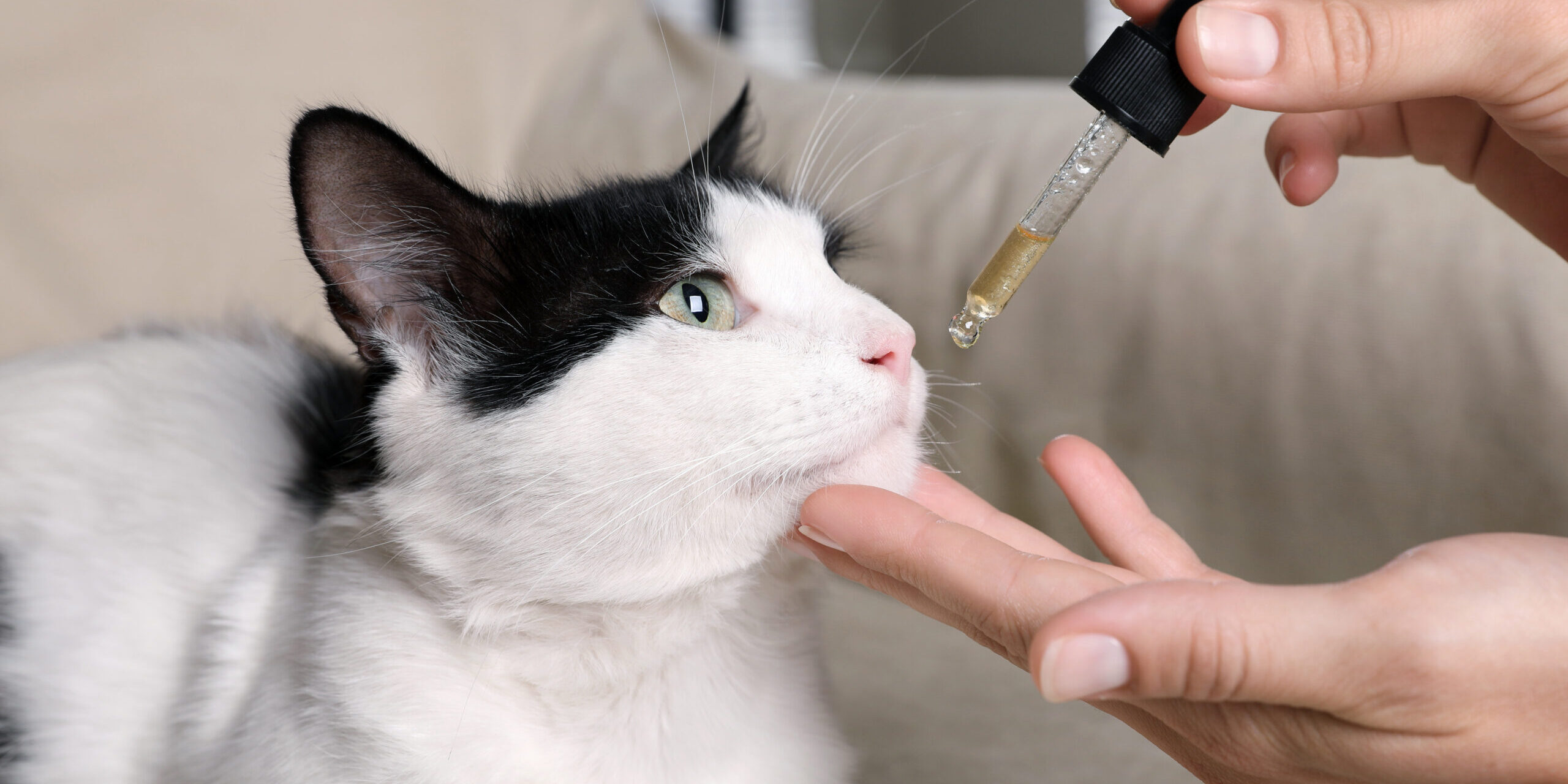 CBD for Cats: Calm & Comfort All Year Long CBD for Cats: Calm & Comfort All Year Long