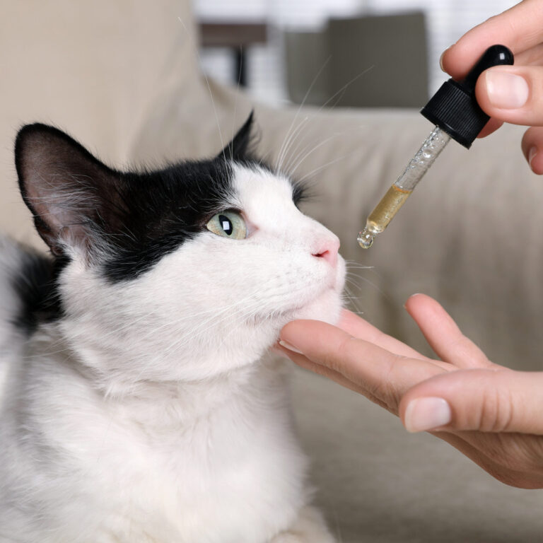 CBD for Cats: Calm & Comfort All Year Long