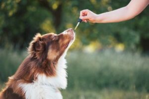 giving a dog a cbd tincture