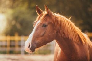cbd guide for horses