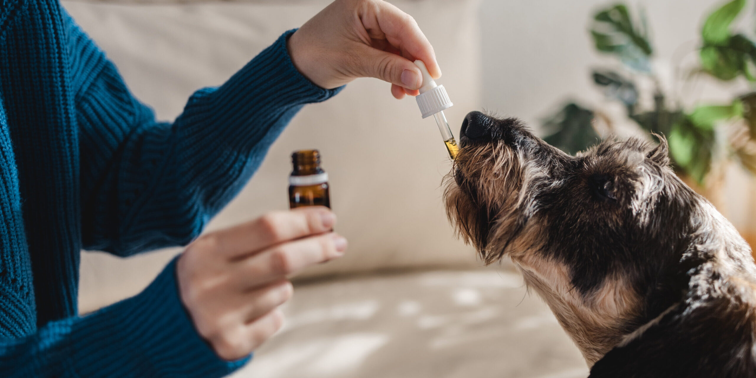 CBD Safety Tips for Multi-Pet Homes CBD Safety Tips for Multi-Pet Homes