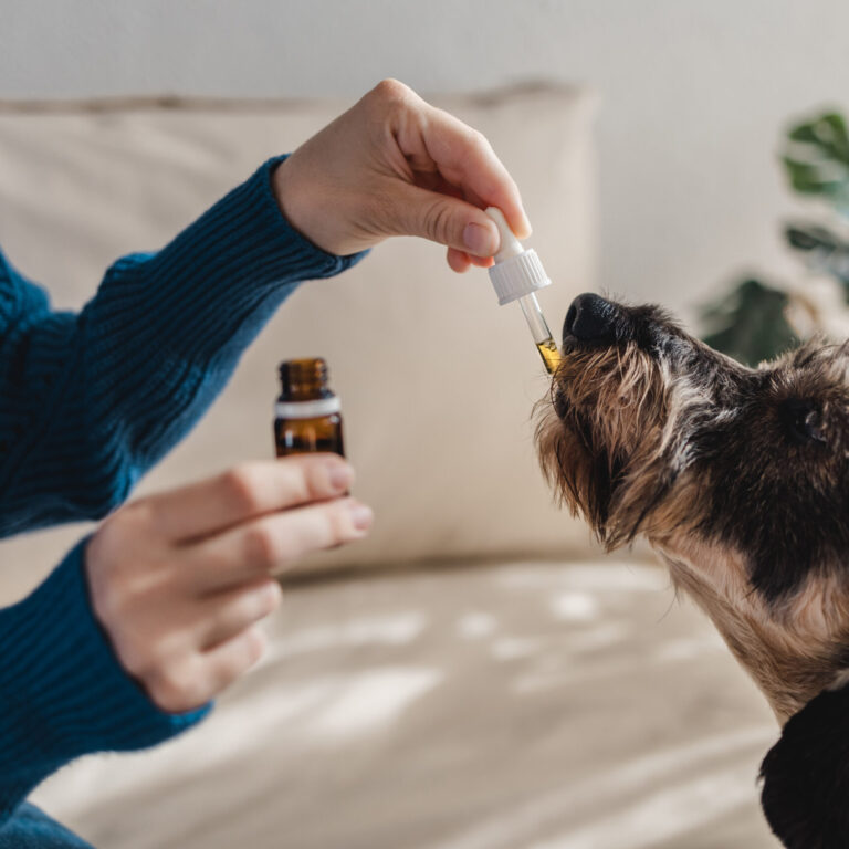 CBD Safety Tips for Multi-Pet Homes