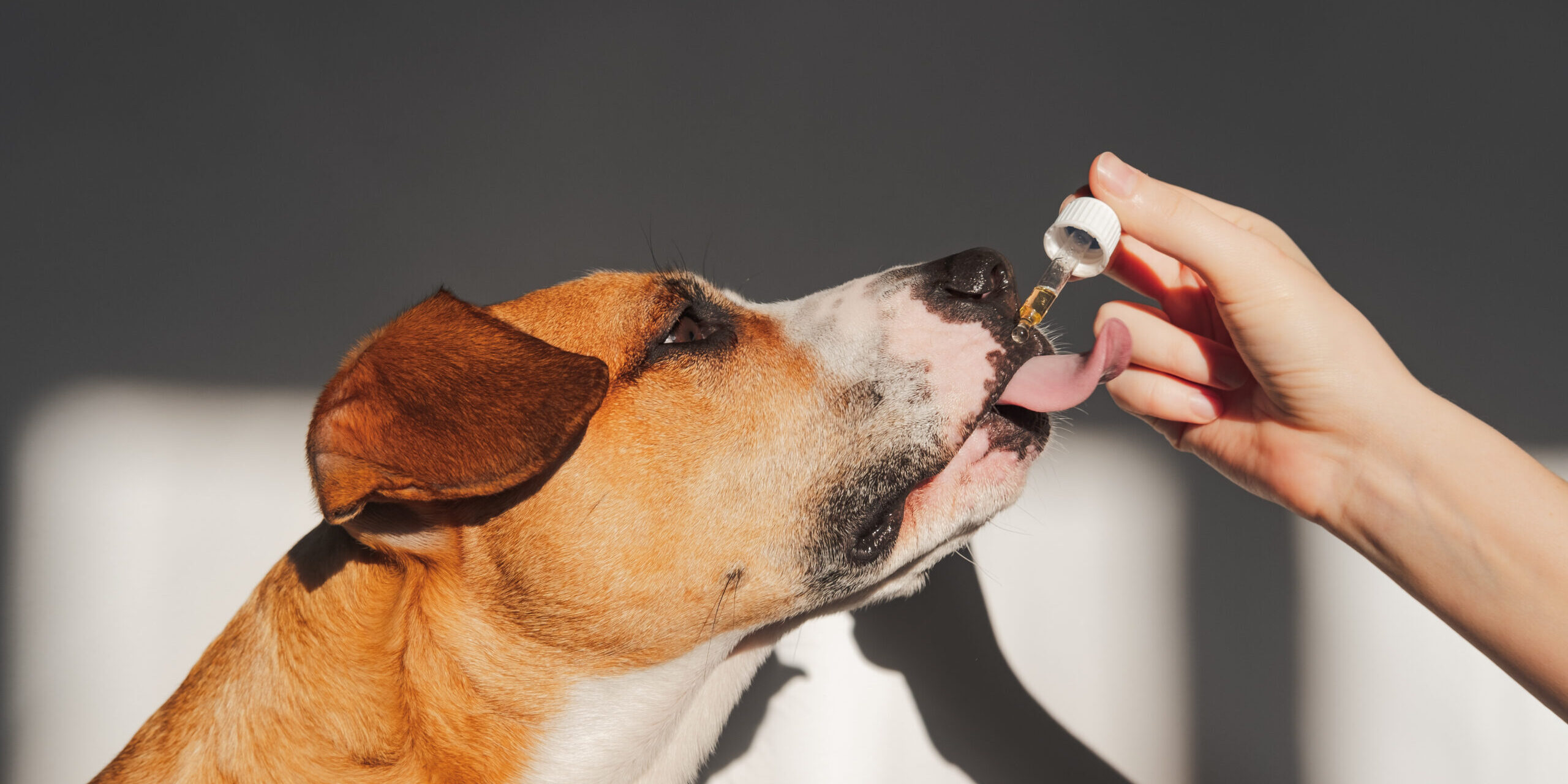 What to Expect When Starting CBD with Your Dog