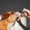 What to Expect When Starting CBD with Your Dog