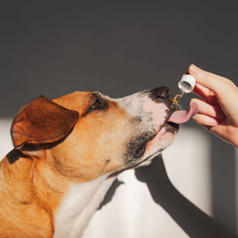 What to Expect When Starting CBD with Your Dog