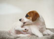 CBD for Itchy Dogs: Supporting Skin Comfort During Allergy Season