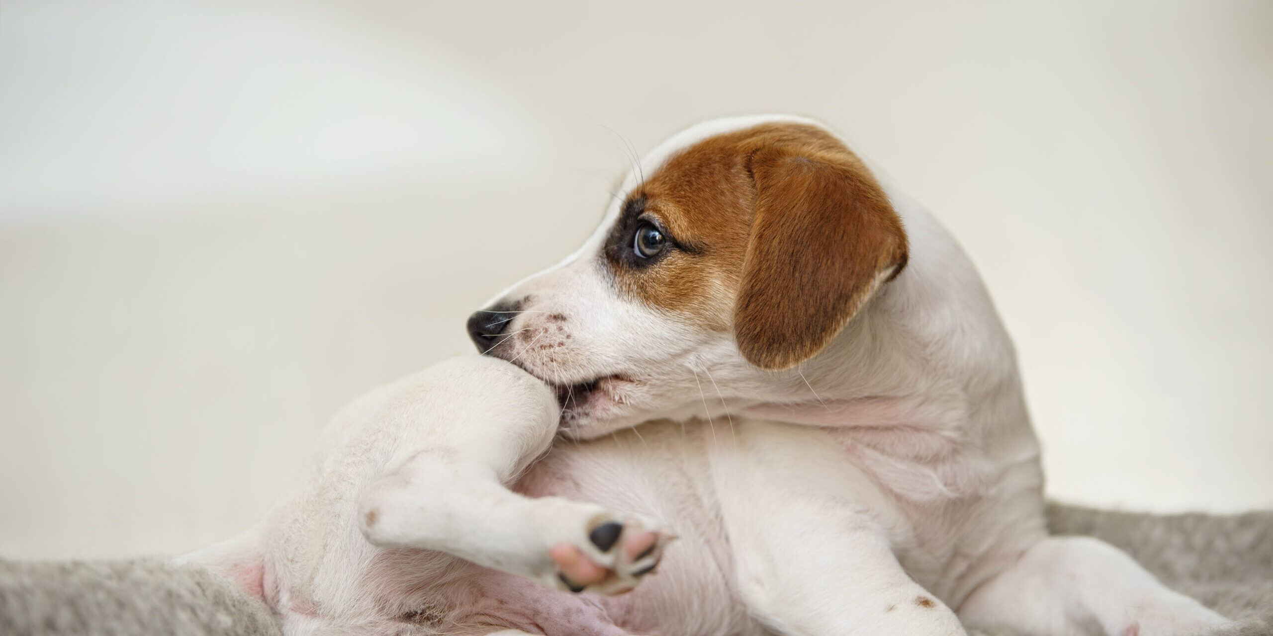 CBD for Itchy Dogs: Supporting Skin Comfort During Allergy Season