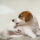 CBD for Itchy Dogs: Supporting Skin Comfort During Allergy Season