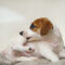 CBD for Itchy Dogs: Supporting Skin Comfort During Allergy Season
